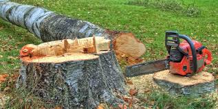  Roscoe, TX Tree Care Pros