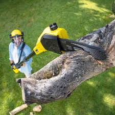 Best Root Management and Removal  in Roscoe, TX