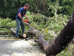 How Our Tree Care Process Works  in  Roscoe, TX