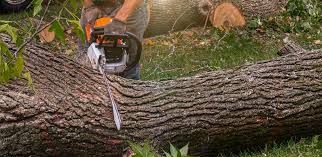 Best Fruit Tree Pruning  in Roscoe, TX