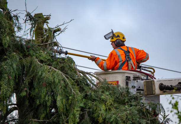 Best Commercial Tree Services  in Roscoe, TX