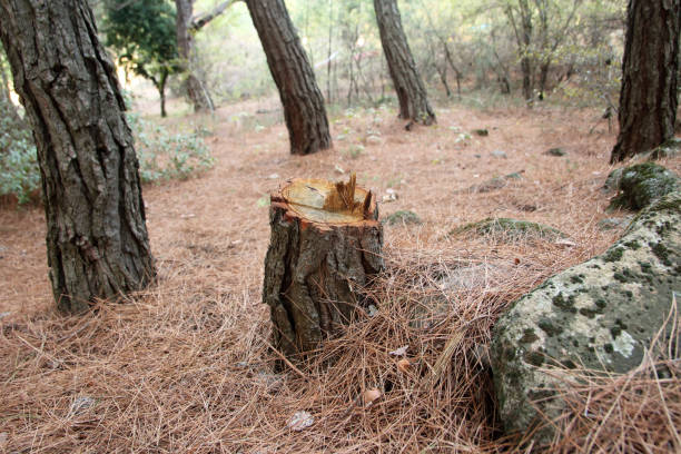 Best Tree Cabling and Bracing  in Roscoe, TX