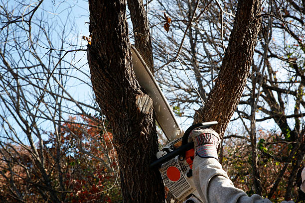 Best Stump Grinding and Removal  in Roscoe, TX