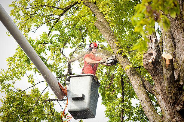 Best Tree Removal  in Roscoe, TX