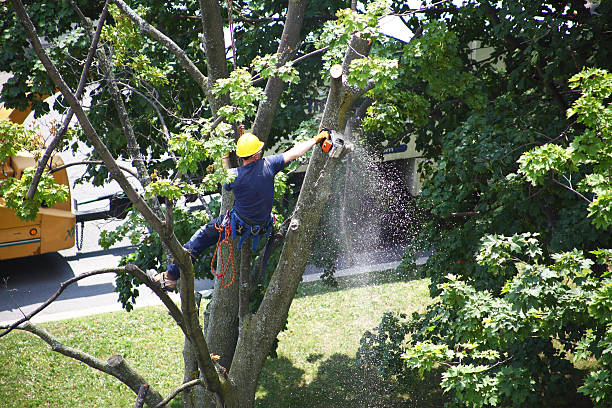 Best Palm Tree Trimming  in Roscoe, TX