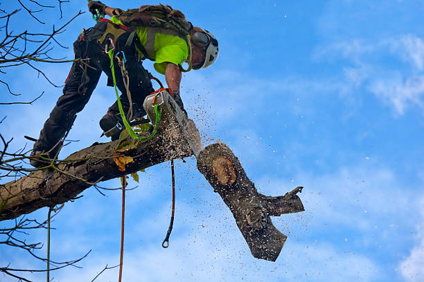 Roscoe, TX Tree Care Company