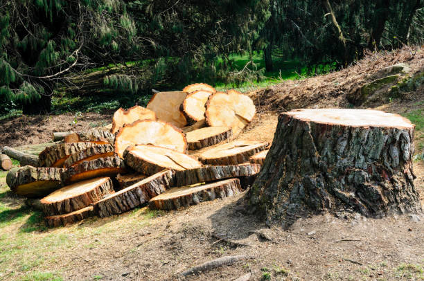 Best Utility Line Clearance  in Roscoe, TX